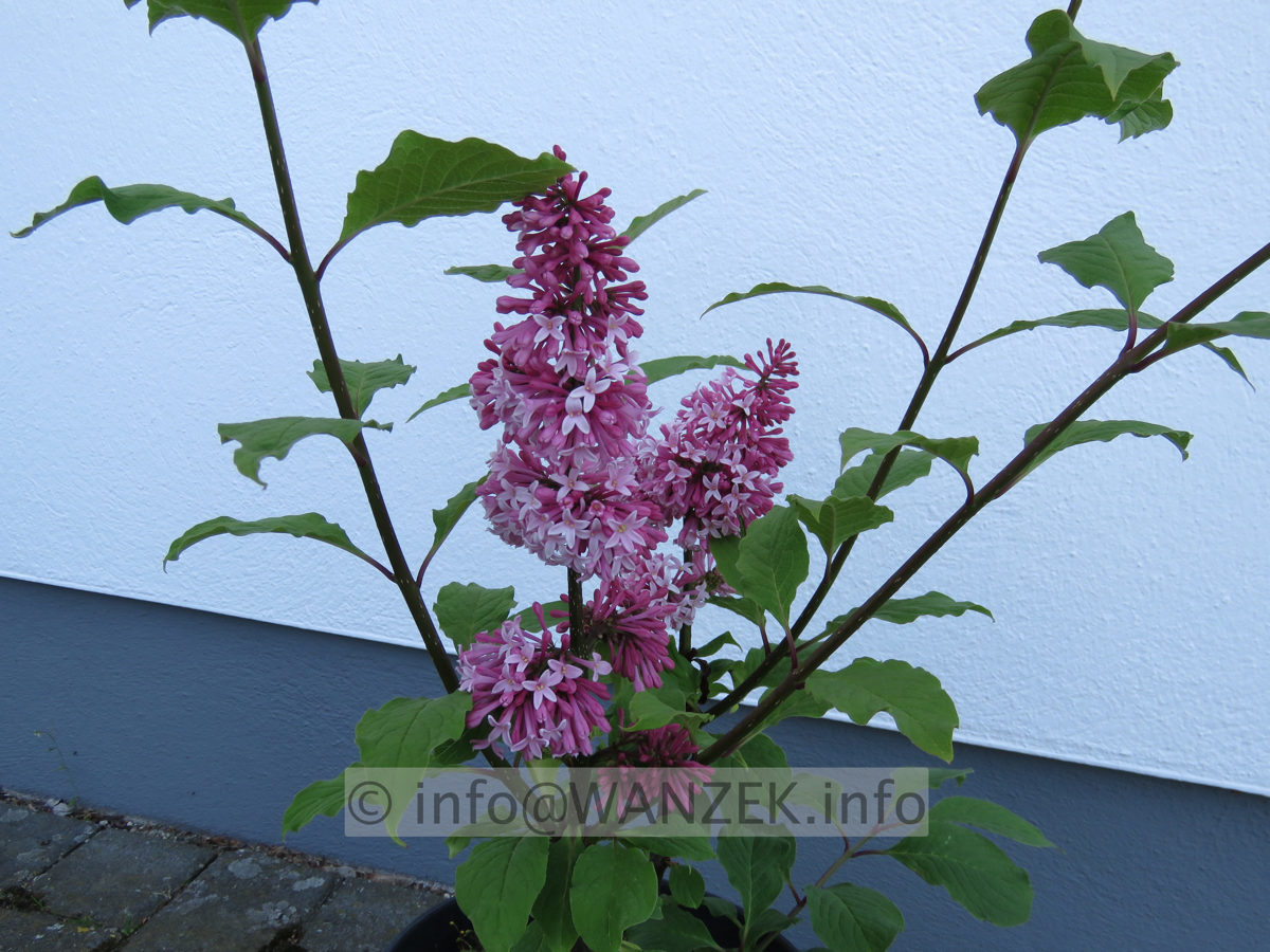 Syringa prestoniae Miss Canada 03.JPG